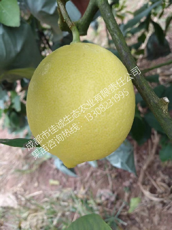 柠檬 (3) 拷贝.jpg