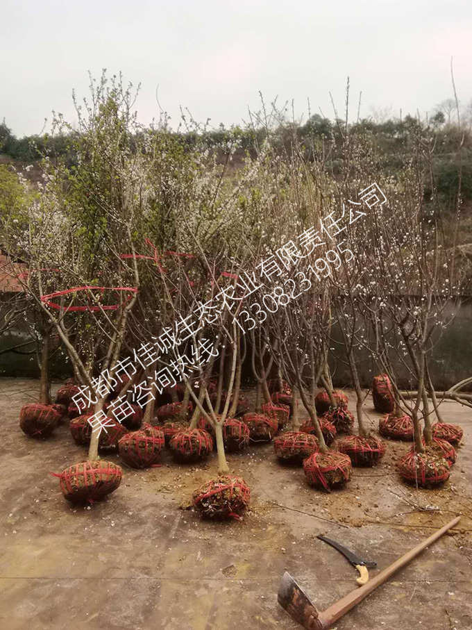 李子树 拷贝.jpg