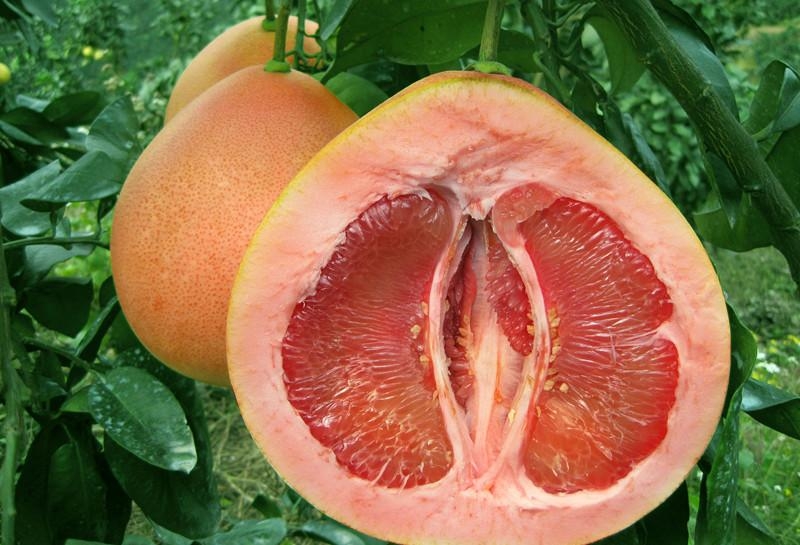 三红柚-柚子-成都佳诚农业 四川果苗基地 成都果苗