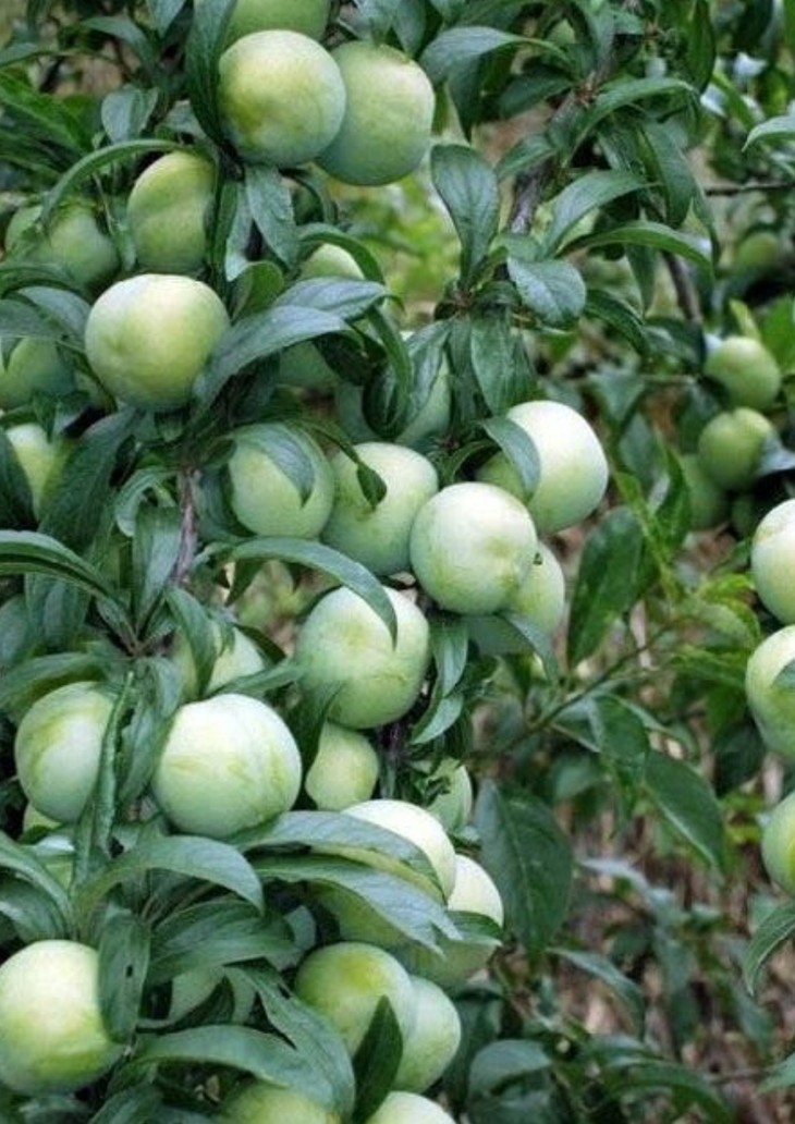 青脆李-李子-成都佳诚农业 四川果苗基地 成都果苗 优质高产果苗