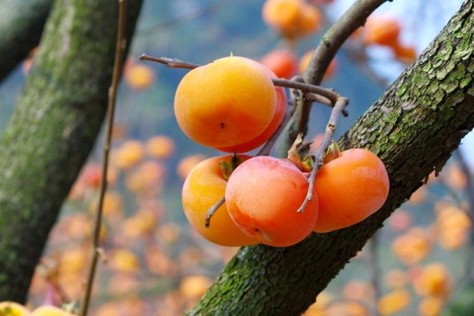 油柿-柿子-成都佳诚农业 四川果苗基地 成都果苗 优质高产果苗