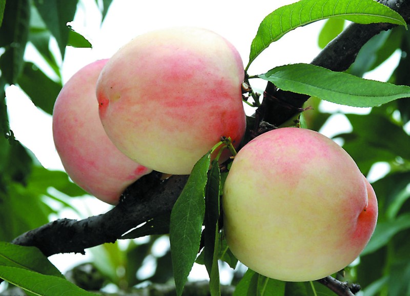 白凤桃-桃子-成都佳诚农业 四川果苗基地 成都果苗