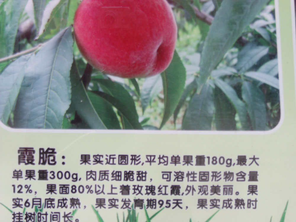 DSCF7028.JPG