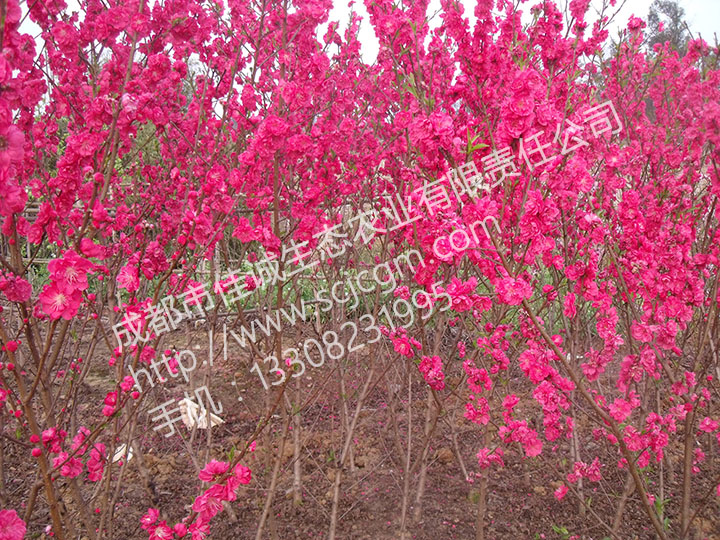 DSCF7120.jpg