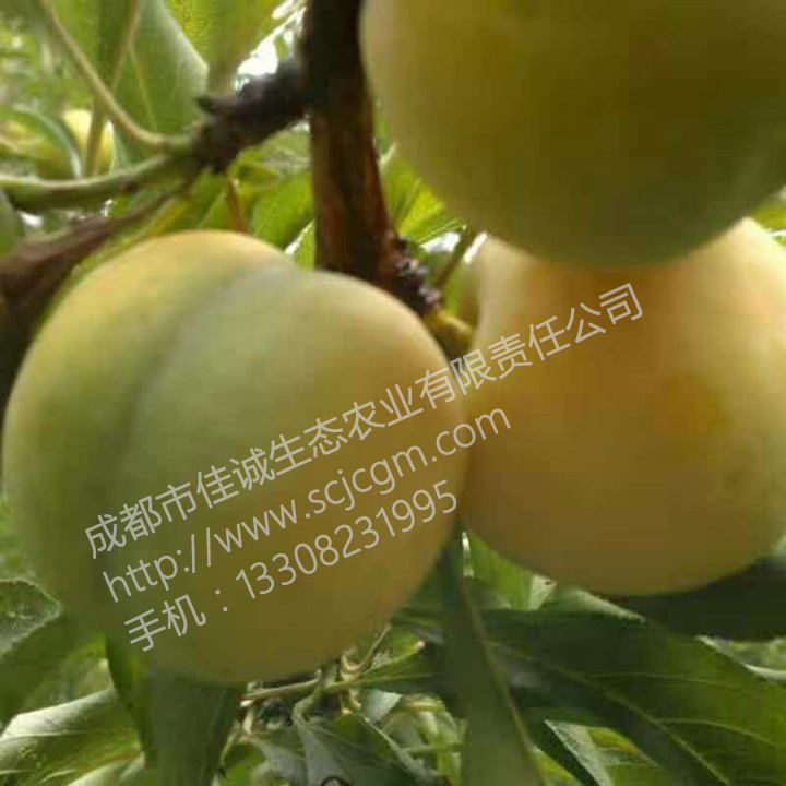 mmexport1486270029644.jpg