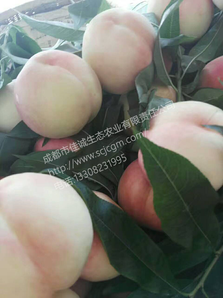 1208556447 拷贝.jpg