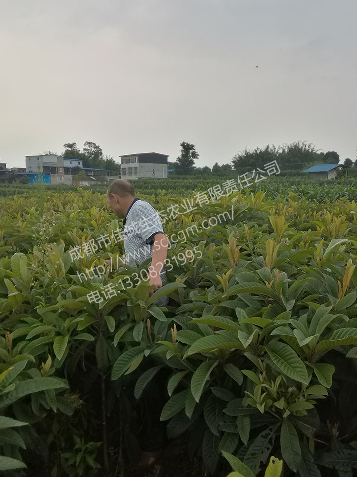 IMG_20170608_174549 拷贝.jpg