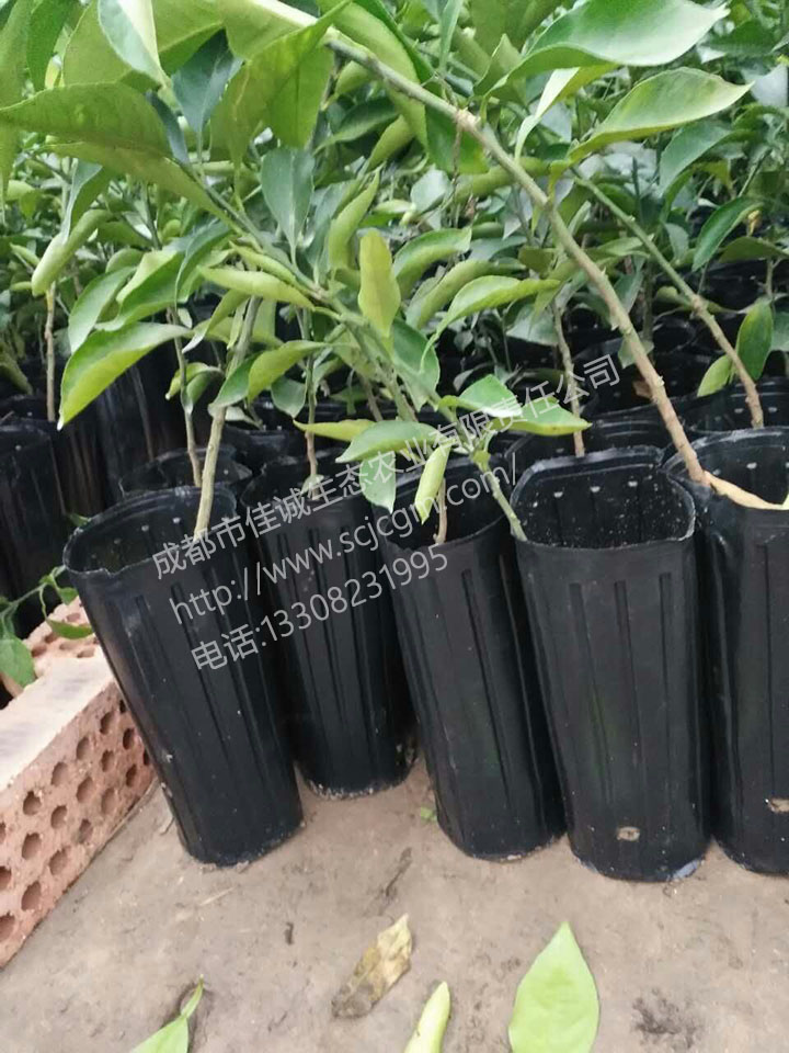 mmexport1480293511655 拷贝.jpg