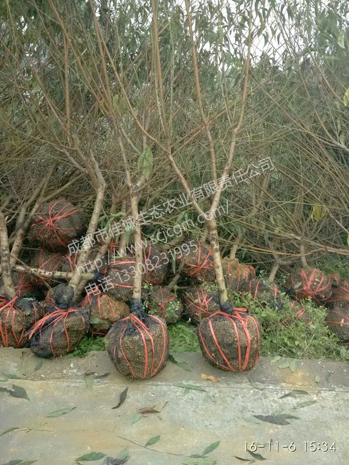 mmexport1478429102003 拷贝.jpg