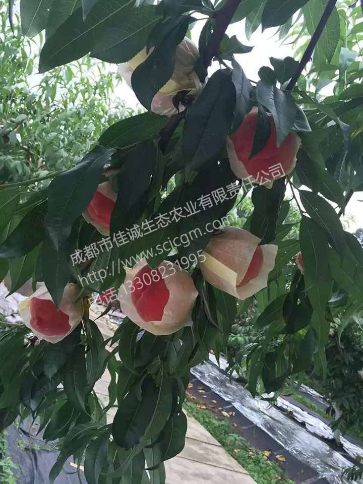 mmexport1485334932007 拷贝.jpg mmexport1485334932007 拷贝.jpg
