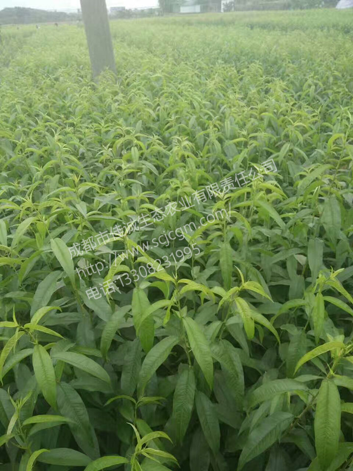 mmexport1493742957459 拷贝.jpg