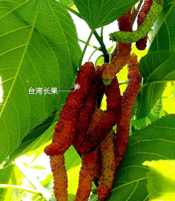 桑葚-成都佳诚农业 四川果苗基地 成都果苗 优质高产果苗13308231995